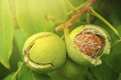 Cloud Farm Walnut Plant(Hybrid, Pack of 1)