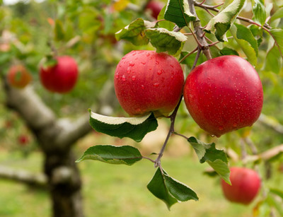GreensFord Elephant Apple Plant(Hybrid, Pack of 1)