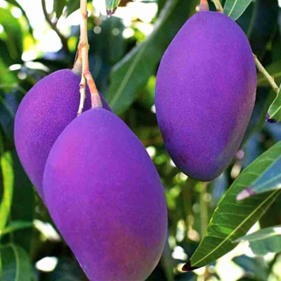 LaughEarth Mango Plant(Hybrid, Pack of 1)