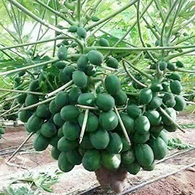 MAMONI TRADERS papaya seed, hybrid papaya Seed(50 per packet)