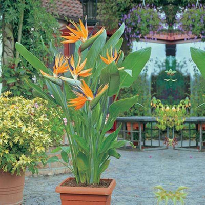 Aquinnah Bird of Paradise Plant(Hybrid, Pack of 1)