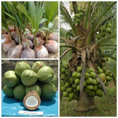 MHIMI Coconut Plant(Hybrid, Pack of 1)