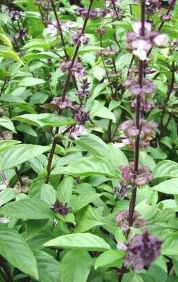 Cloud Farm Tulsi Plant(Hybrid, Pack of 1)