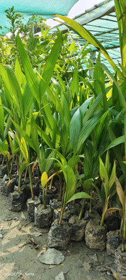 Cloud Farm Areca Palm(Hybrid, Pack of 1)