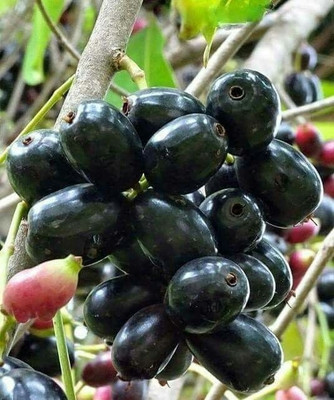 Java Plum Java Plum Plant(Hybrid, Pack of 1)