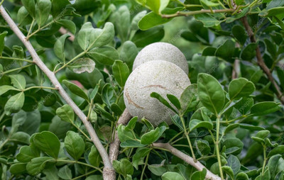 the green dotcom Wood Apple Plant(Hybrid, Pack of 1)