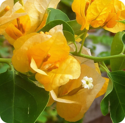 natikrd Bougainvillea Plant(Hybrid, Pack of 1)