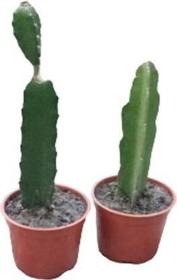 Bakuchi Dragon Tree(Hybrid, Pack of 1)