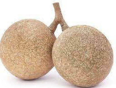 EliteGreen Wood Apple Plant(Hybrid, Pack of 1)
