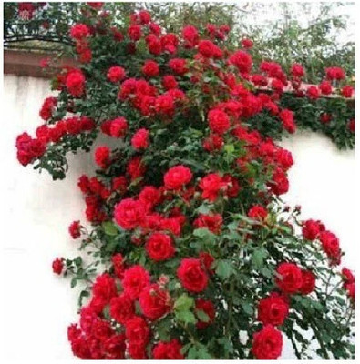 Bakuchi Rose Plant(Hybrid, Pack of 1)