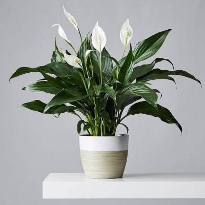 Oxygreenplant Peace Lily Plant(Hybrid, Pack of 1)