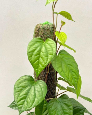 Natura Greenhouse Betel Leaf Plant(Hybrid, Pack of 1)