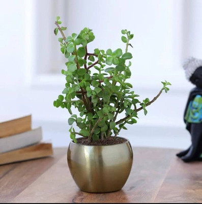 Yashiv Jade Plant(Hybrid, Pack of 1)