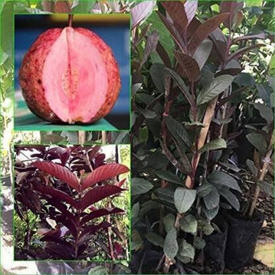 Cloud Farm Guava Plant(Hybrid, Pack of 1)