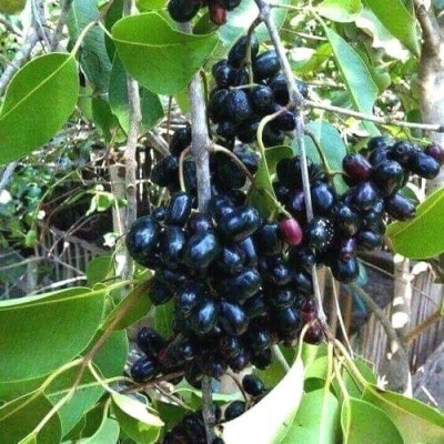 Earth Angels Jamun Plant(Pack of 1)