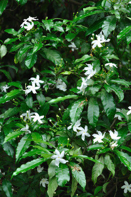 Narumanam Jasmine Plant(Hybrid, Pack of 1)