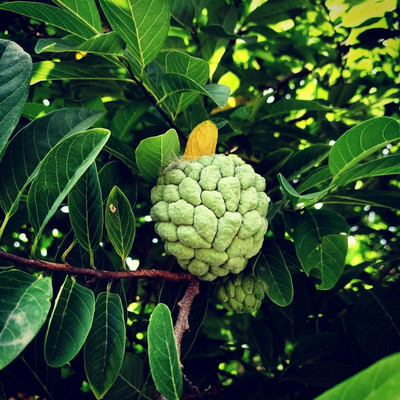 Bakuchi Custard Apple Plant(Hybrid, Pack of 1)