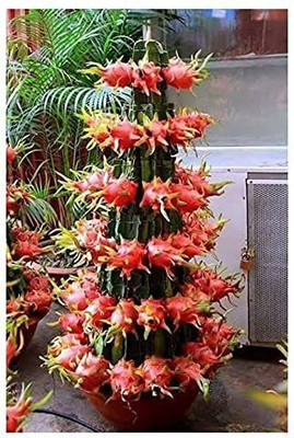 Bakuchi Dragon Tree(Hybrid, Pack of 1)