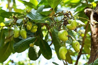 Bakuchi Cashew Apple Plant(Hybrid, Pack of 1)
