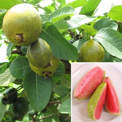 Plants Heaven Guava Plant(Hybrid, Pack of 1)