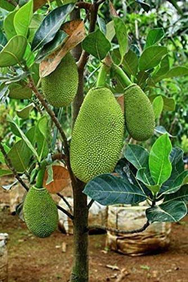 AFARTIOBINA Jackfruit Plant(Hybrid, Pack of 1)