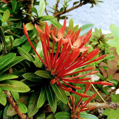 Agacha Trothic Ixora/Chethi Plant(Hybrid, Pack of 1)