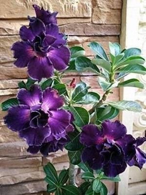Aquinnah Adenium Plant(Hybrid, Pack of 1)