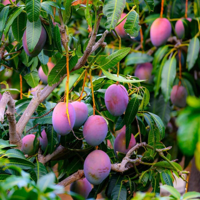 ibains Mango tree seeds Seed(1 per packet)