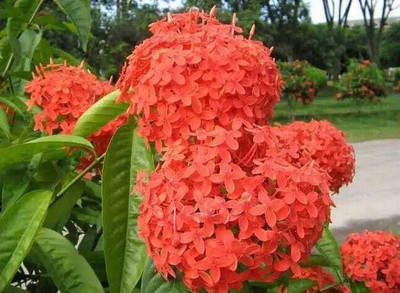 The Entacloo Ixora Plant(Hybrid, Pack of 1)
