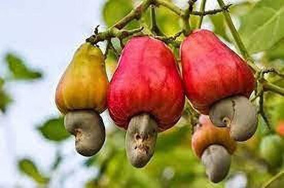 Baishnab Cashew Apple Plant(Hybrid, Pack of 1)