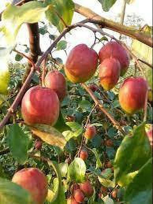 Aquinnah Ber Apple Plant(Hybrid, Pack of 1)