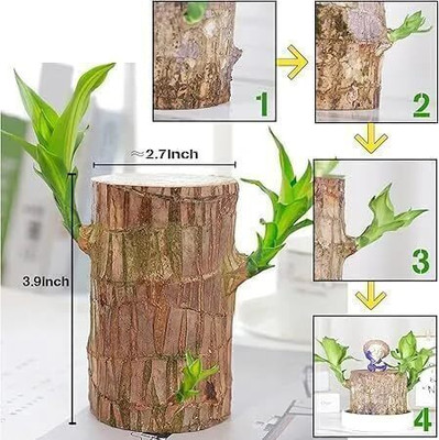 Platone Mini Brazalian wood(Hybrid, Pack of 1)