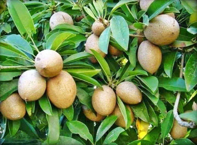 AFARTIOBINA Dragon Tree(Hybrid, Pack of 1)