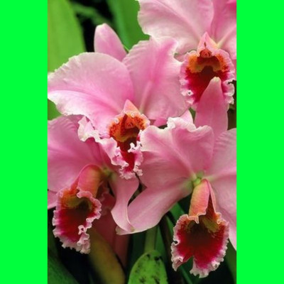 Greenery Nursery Lily Plant(Hybrid, Pack of 1)