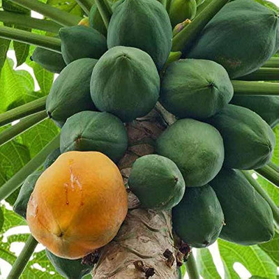 MAMONI TRADERS taiwan papaya seeds/papaya seeds 68 Seed(50 per packet)