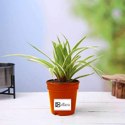 rimi Spider Plant(Hybrid, Pack of 1)