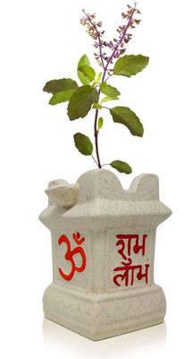 My Dream Nursery Tulsi Plant(Hybrid, Pack of 1)