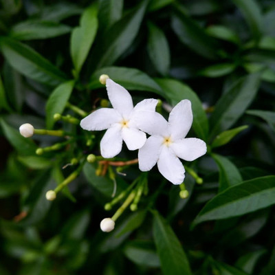 Bakuchi Jasmine Plant(Hybrid, Pack of 1)