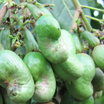 Bakuchi Cashew Plant(Hybrid, Pack of 1)