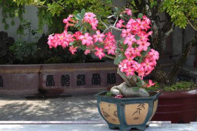 rimi Adenium Plant(Hybrid, Pack of 1)