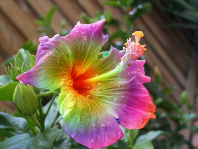 Aquinnah Graden Hibiscus Plant(Hybrid, Pack of 1)