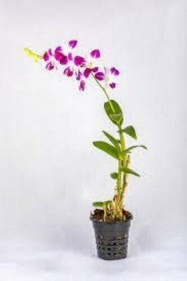 AFARTIOBINA Lily Plant(Hybrid, Pack of 1)