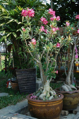 rimi Adenium Plant(Hybrid, Pack of 1)