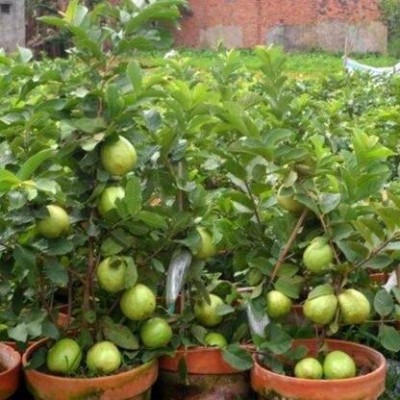 GreenHorizon Guava Plant(Hybrid, Pack of 1)