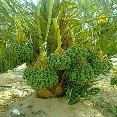 PB EVERGREEN ZZ Plant(Hybrid, Pack of 1)