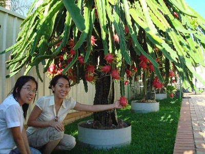 rimi Dragon Tree(Hybrid, Pack of 1)