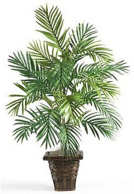 GreensFord Areca Plam(Hybrid, Pack of 1)