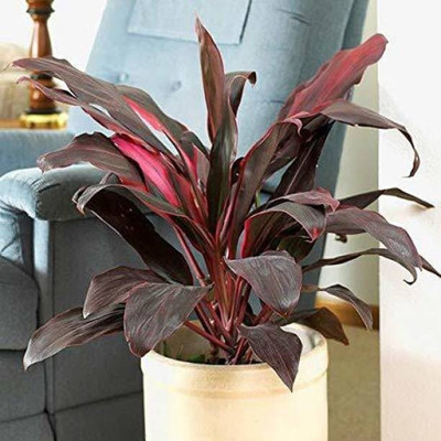 Bakuchi Dracaena Plant(Hybrid, Pack of 1)