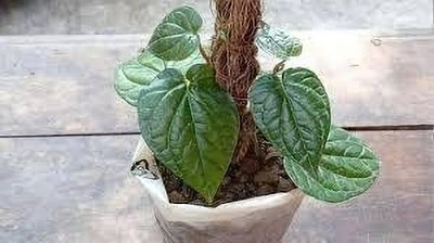 Bakuchi Betel Leaf Plant(Hybrid, Pack of 1)