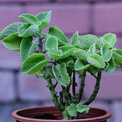 Cloud Farm Ajwain Plant(Hybrid, Pack of 1)